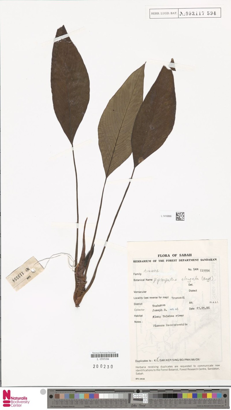 Rhynchopyle viridistigma photo 4
