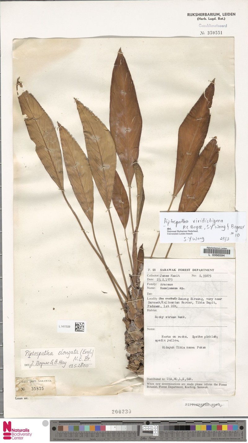 Rhynchopyle viridistigma photo 5