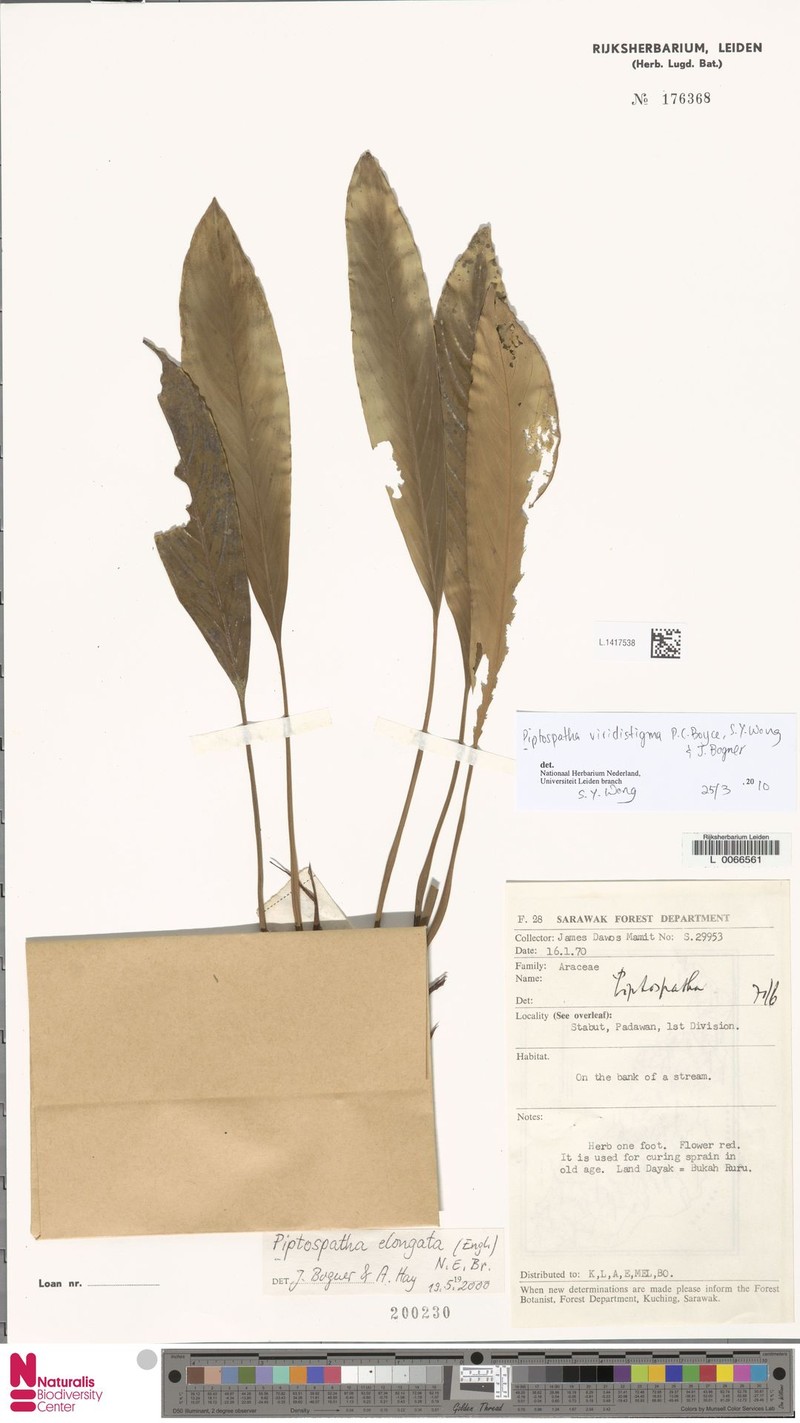 Rhynchopyle viridistigma photo 6