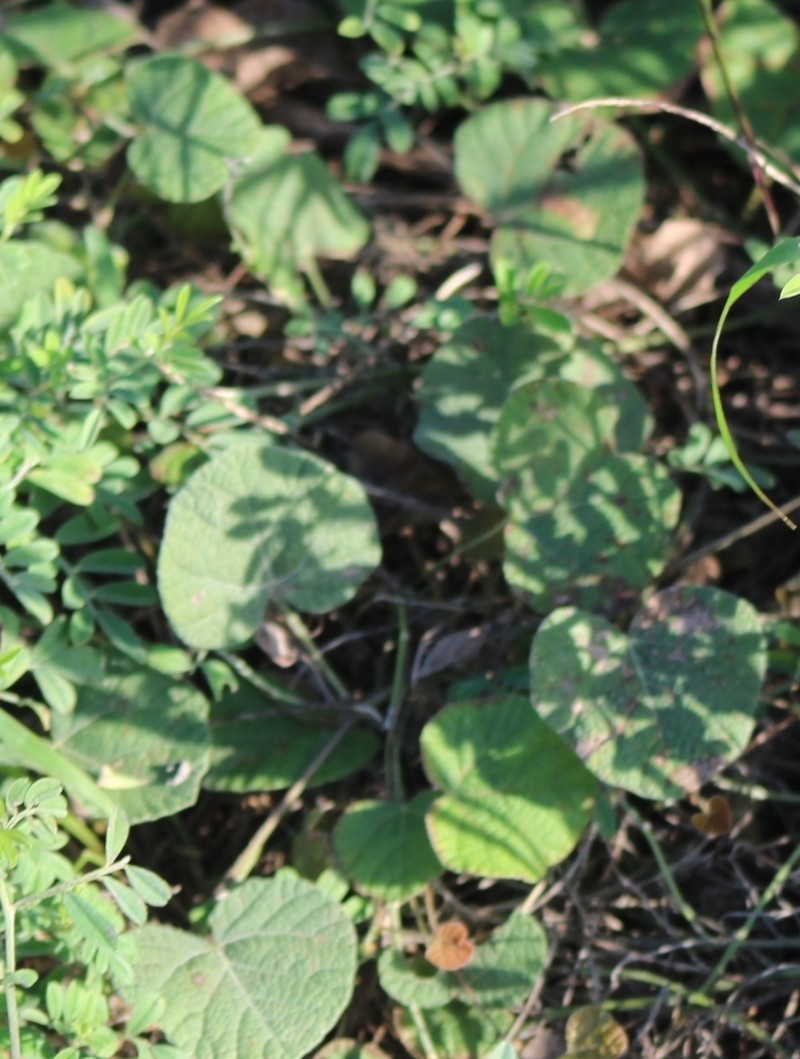 American Snoutbean photo 6