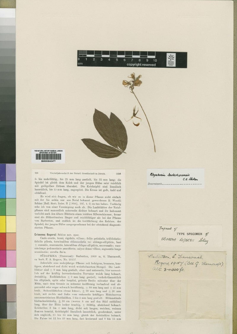 Rhynchosia barbertonensis