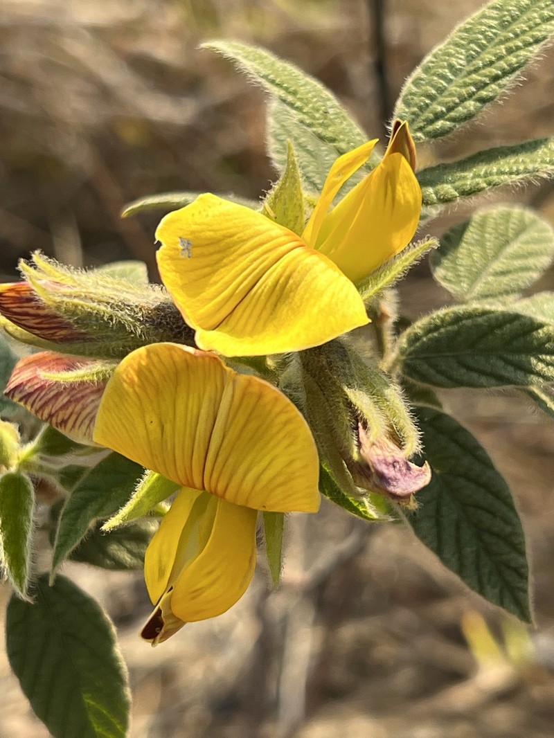 Rhynchosia clivorum subsp. clivorum