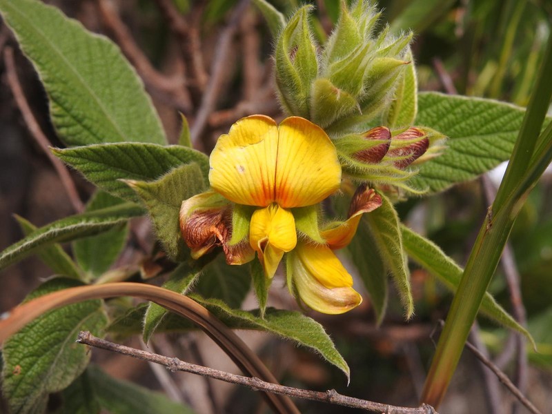 Rhynchosia clivorum subsp. clivorum photo 2