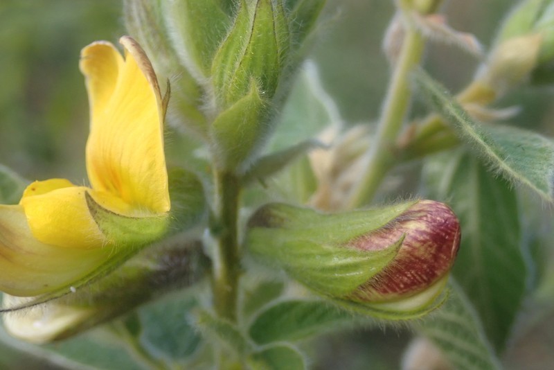 Rhynchosia clivorum subsp. clivorum photo 3