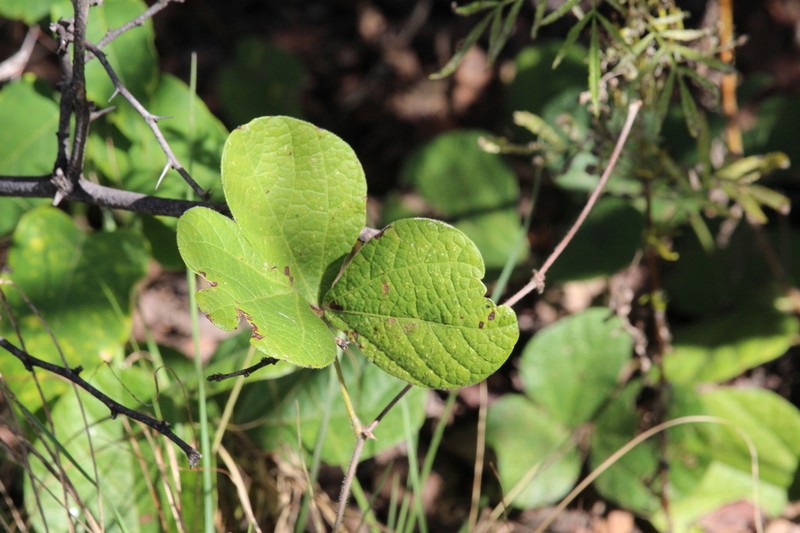 Rhynchosia coddii