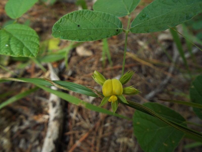 Doubleform Snoutbean photo 8