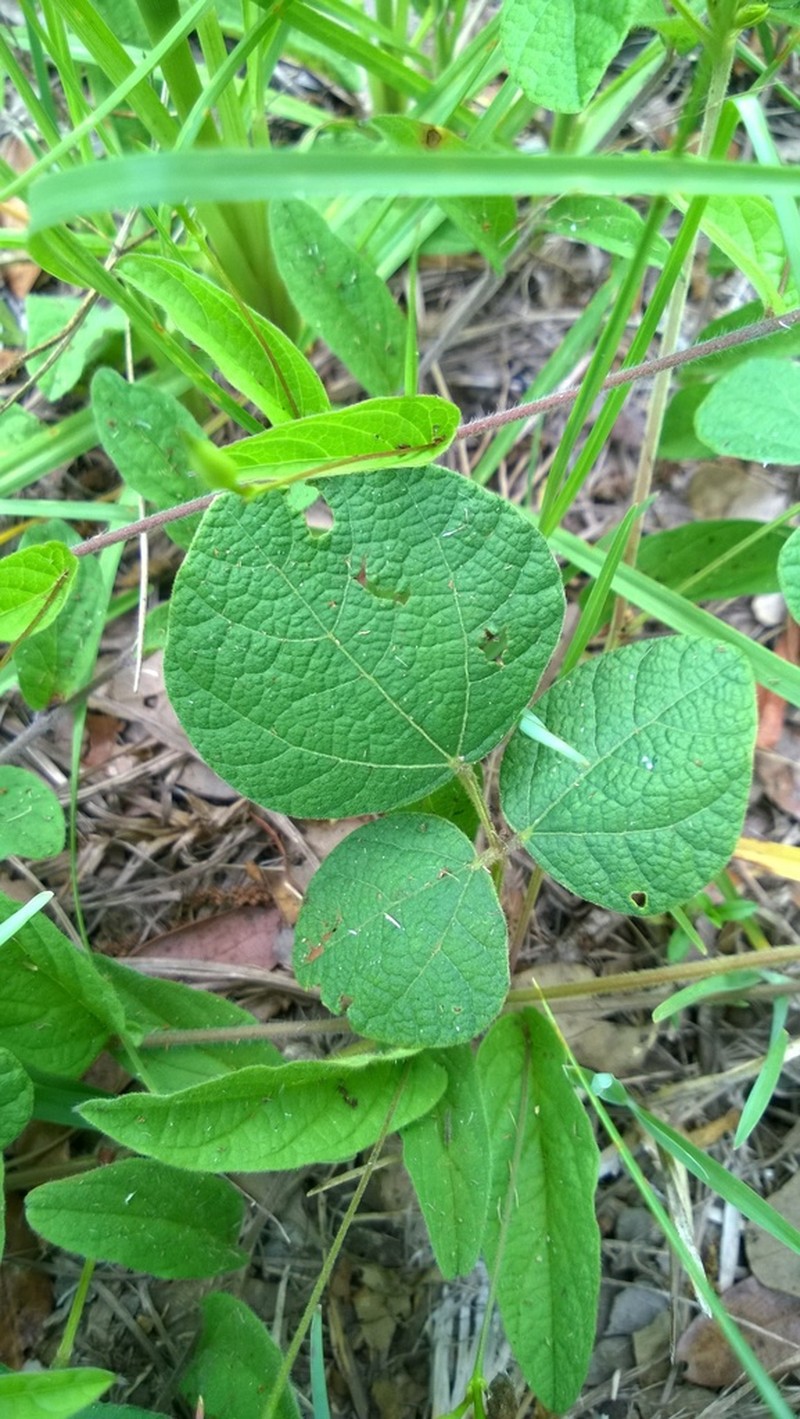 Pinelands Snoutbean photo 6
