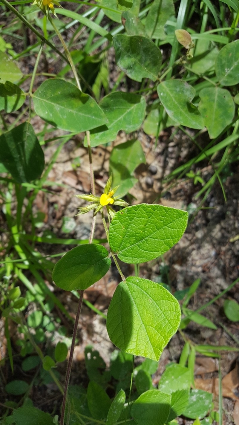 Pinelands Snoutbean photo 7