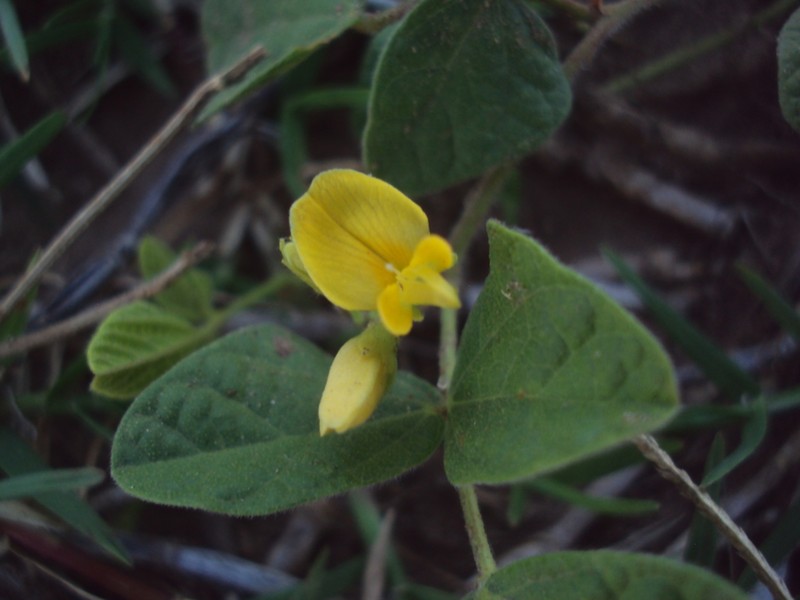 Rhynchosia diversifolia