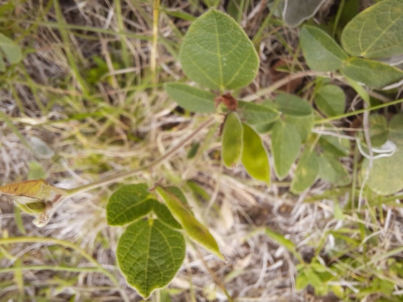 Rhynchosia diversifolia photo 2