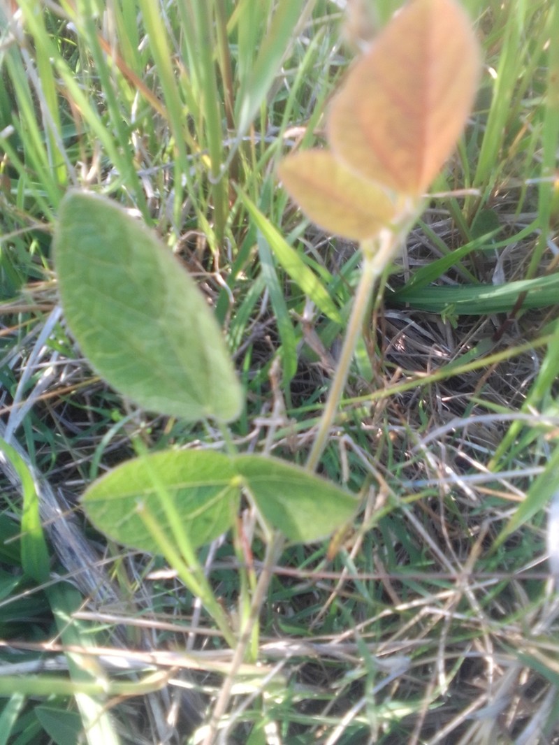 Rhynchosia diversifolia photo 3