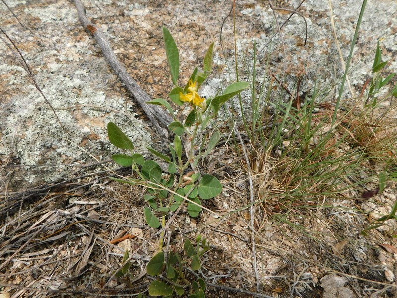 Rhynchosia diversifolia photo 4