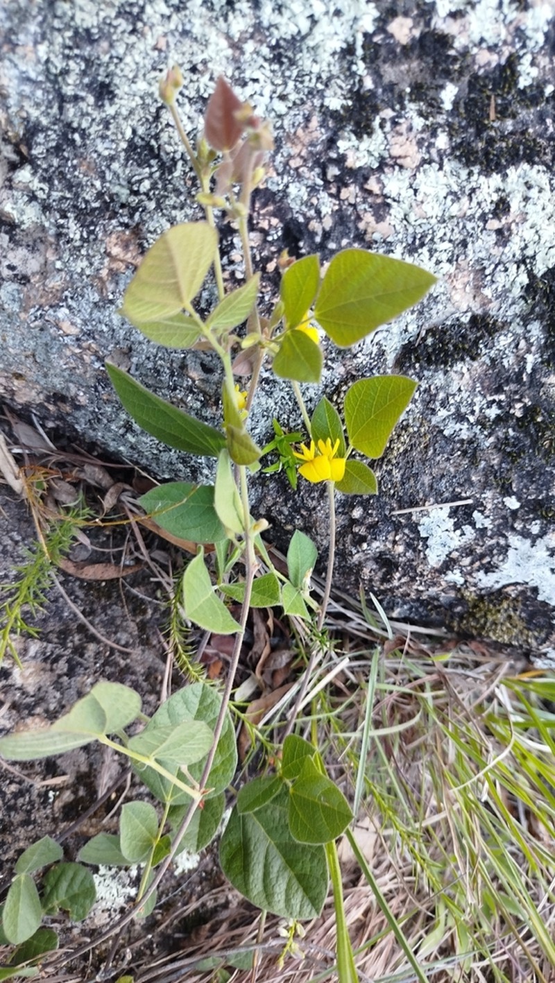 Rhynchosia diversifolia photo 5