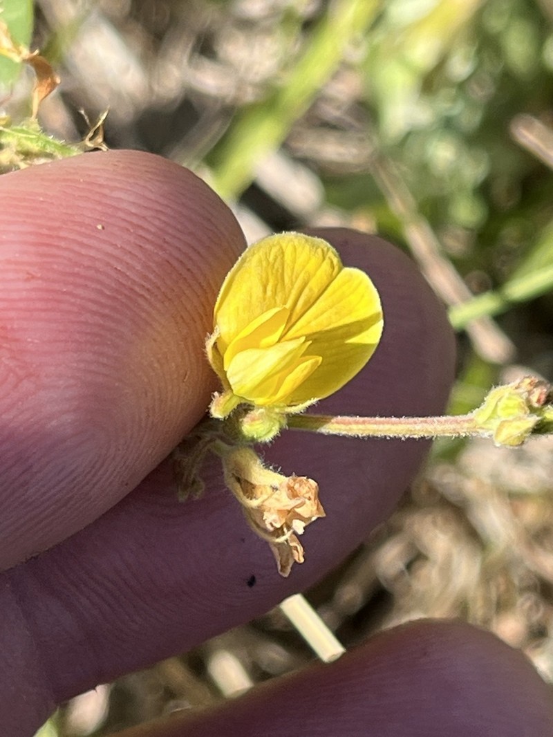 Rhynchosia diversifolia photo 6