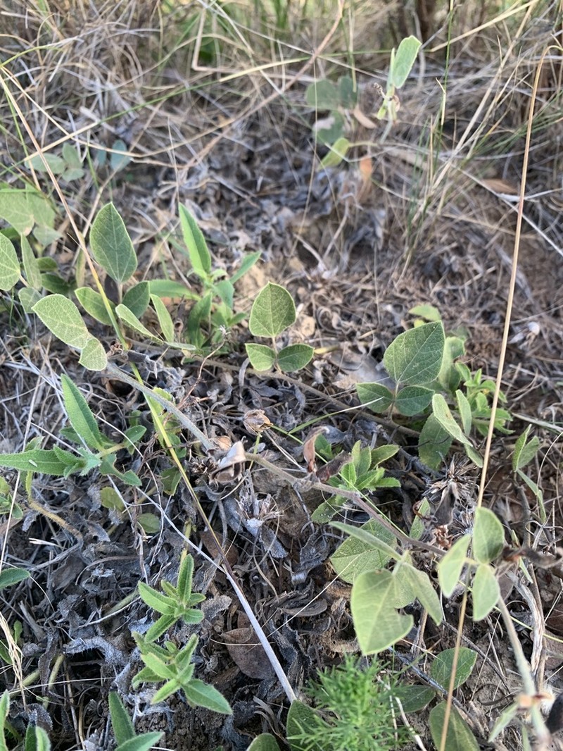 Rhynchosia diversifolia photo 7