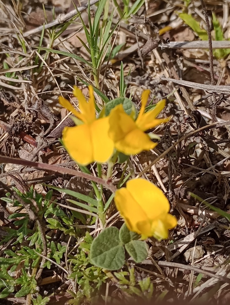 Rhynchosia diversifolia photo 8