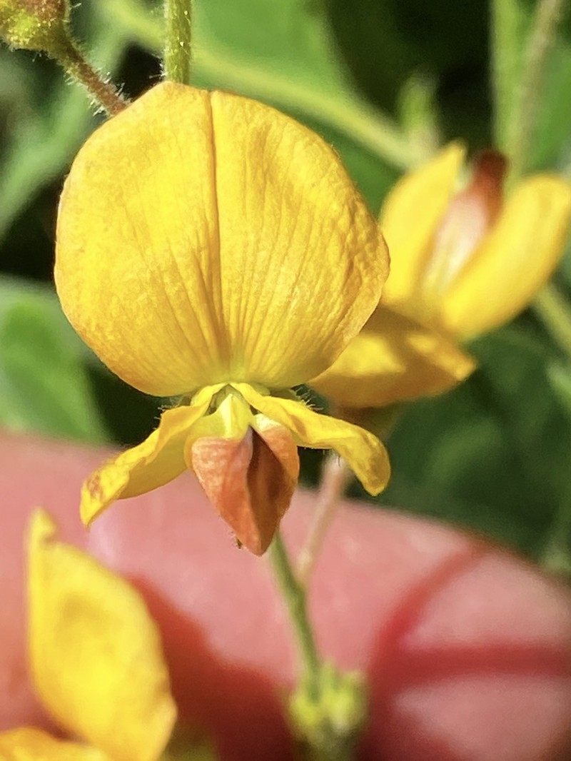 Chihuahuan Snoutbean