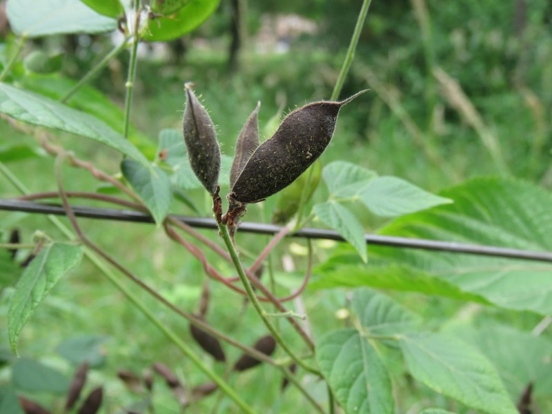 Chihuahuan Snoutbean photo 2