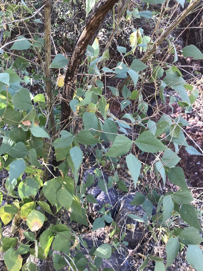 Chihuahuan Snoutbean photo 3