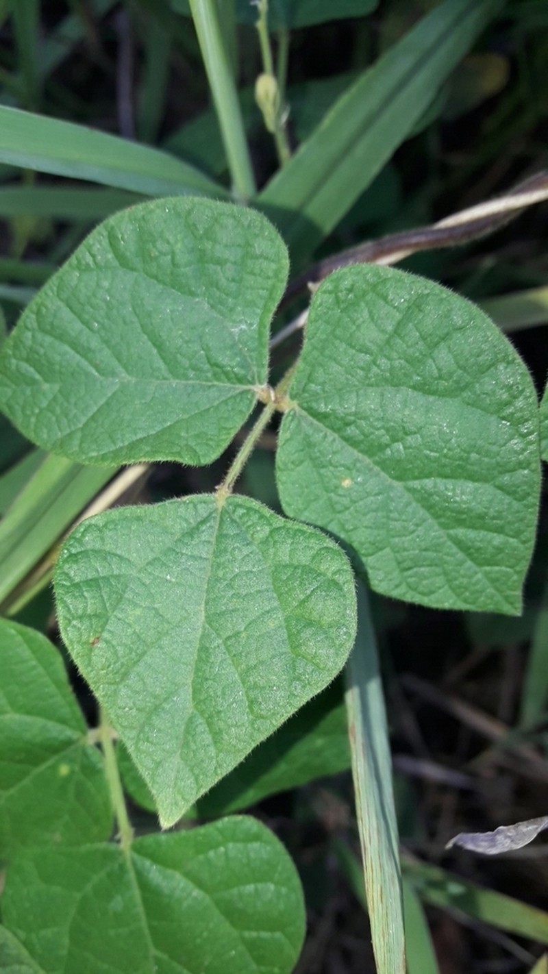 Chihuahuan Snoutbean photo 4