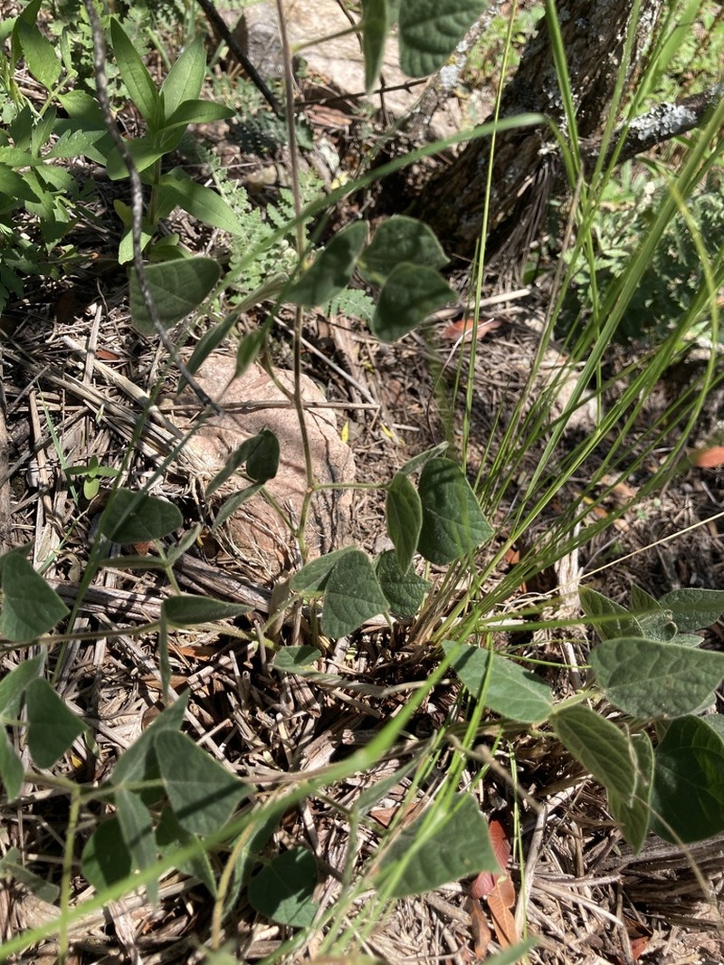 Chihuahuan Snoutbean photo 5