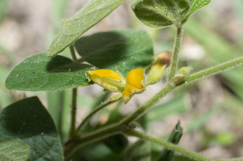 Chihuahuan Snoutbean photo 6