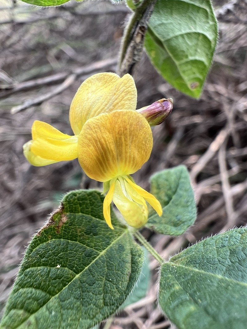 Chihuahuan Snoutbean photo 7