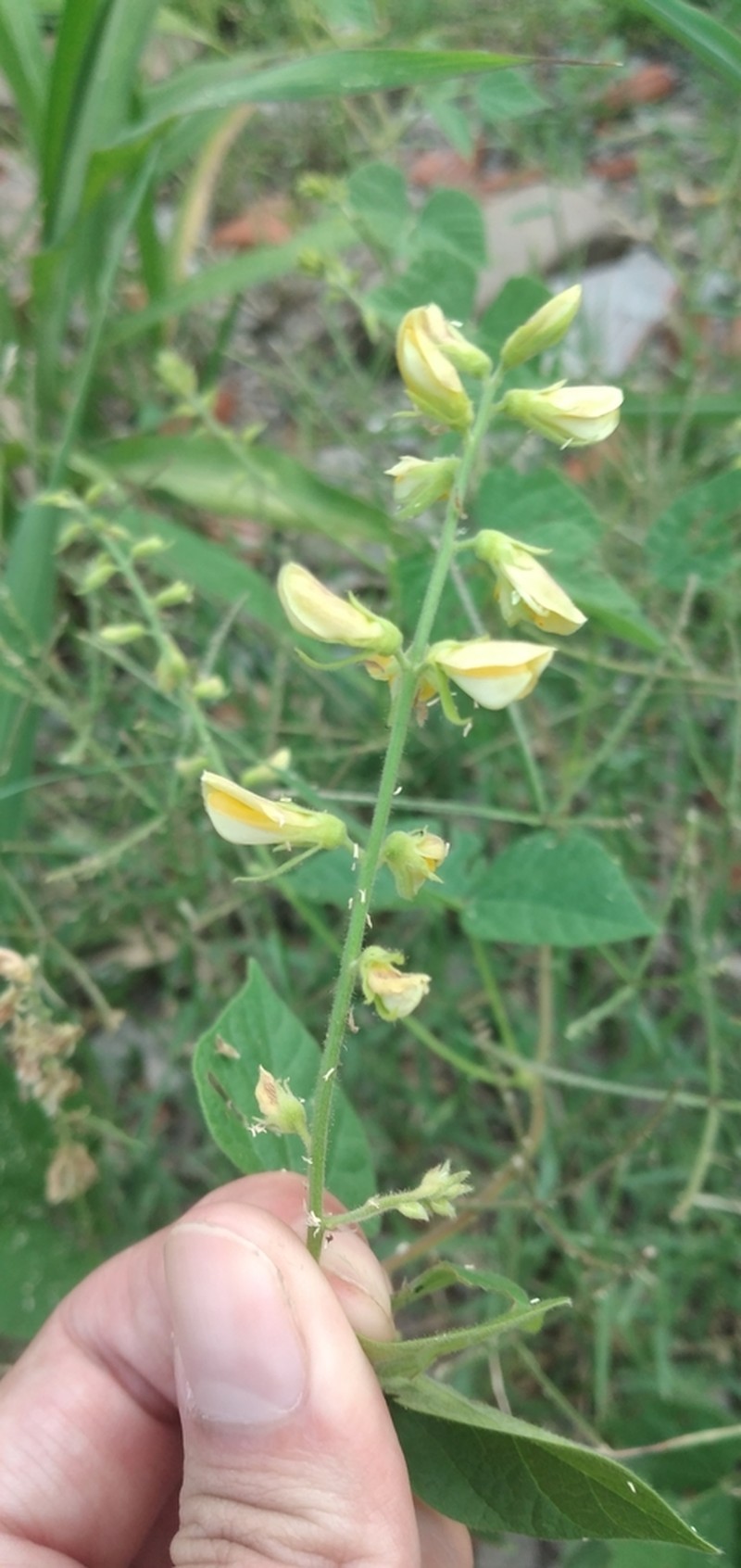 Chihuahuan Snoutbean photo 8