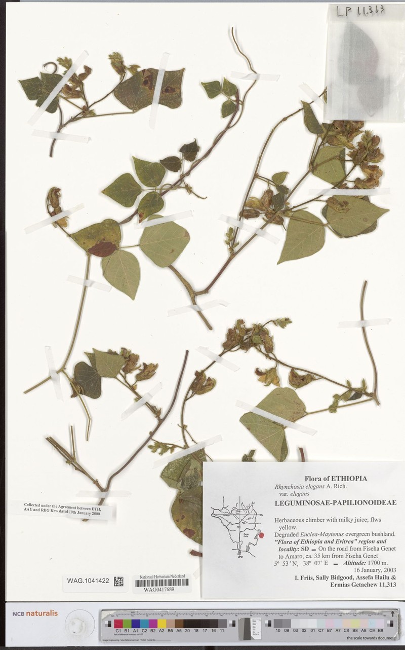 Rhynchosia elegans var. elegans