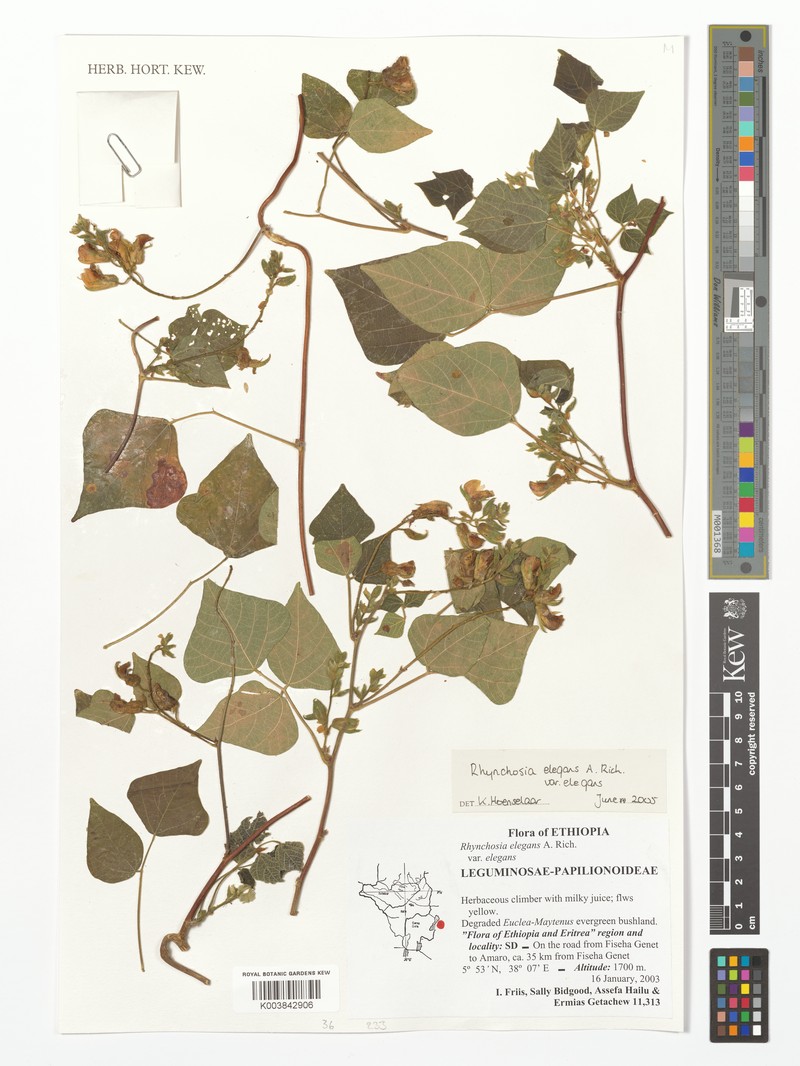 Rhynchosia elegans var. elegans photo 2