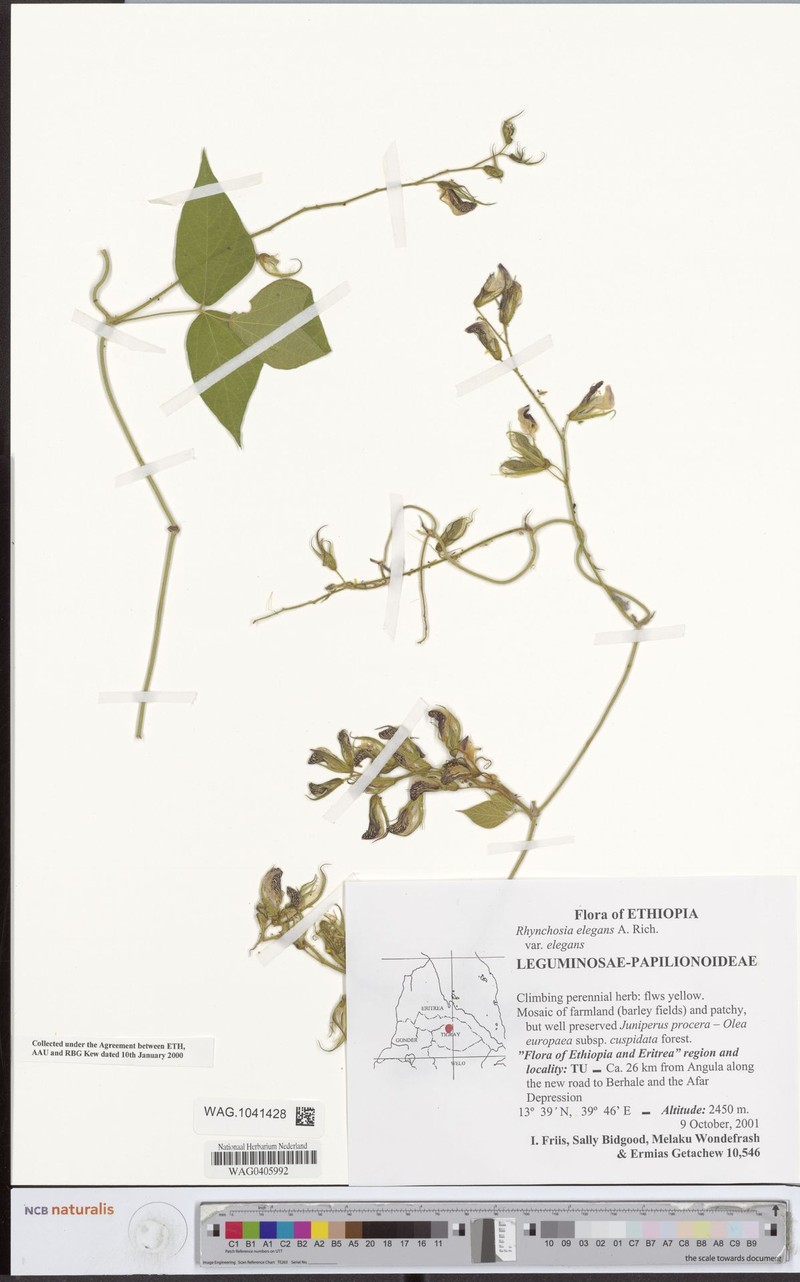 Rhynchosia elegans var. elegans photo 3