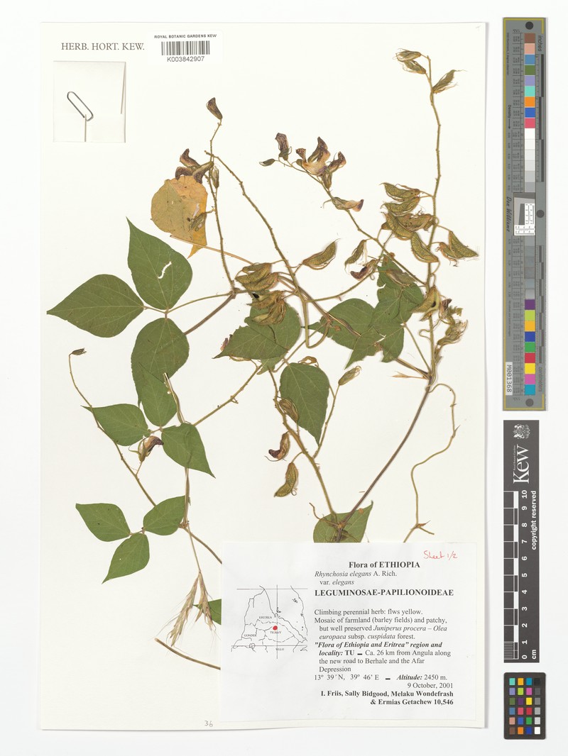 Rhynchosia elegans var. elegans photo 4