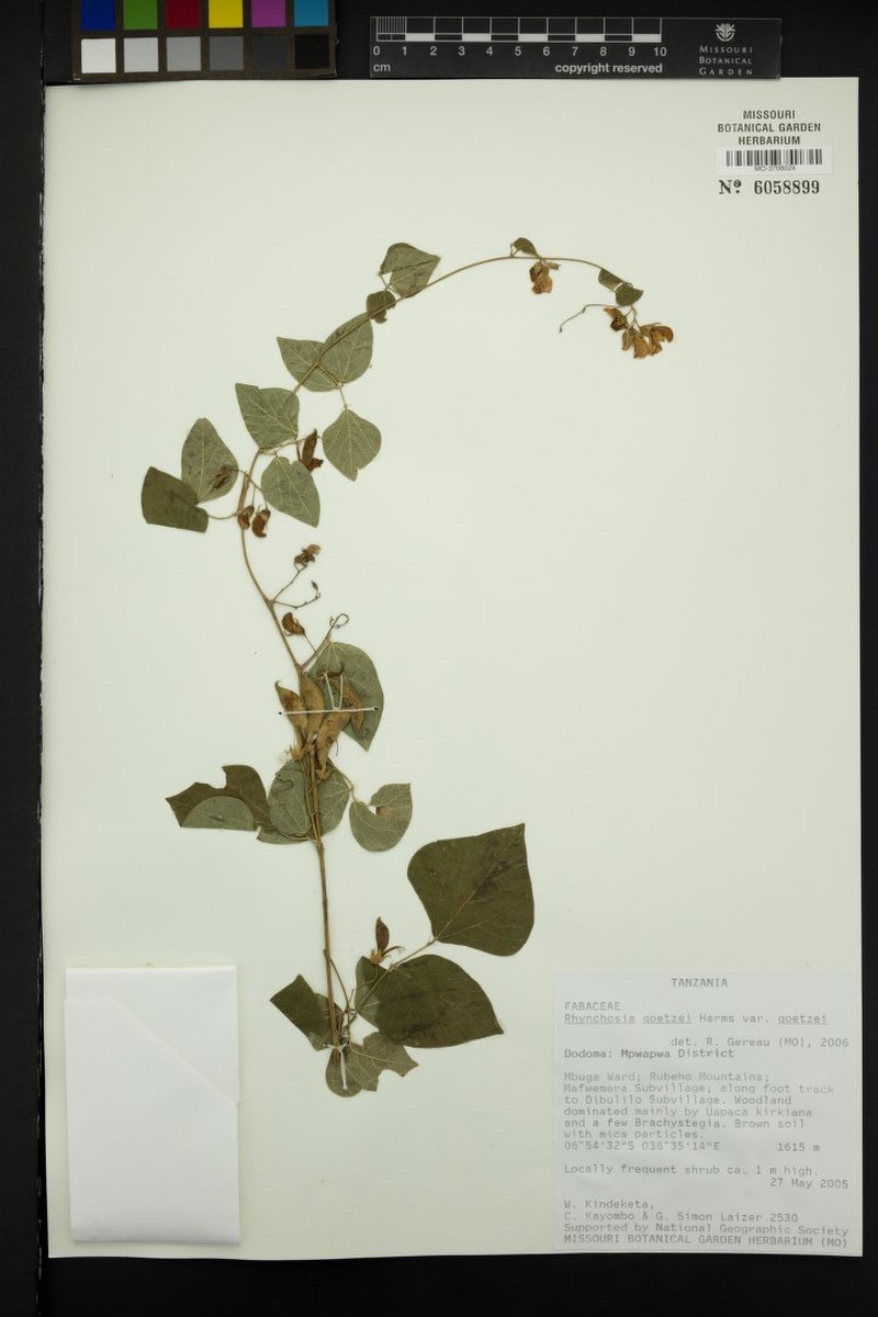 Rhynchosia goetzei var. goetzei