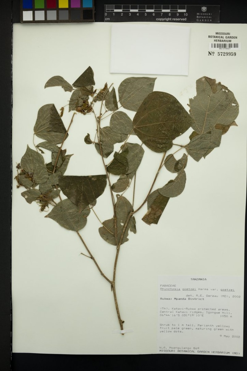 Rhynchosia goetzei var. goetzei photo 2