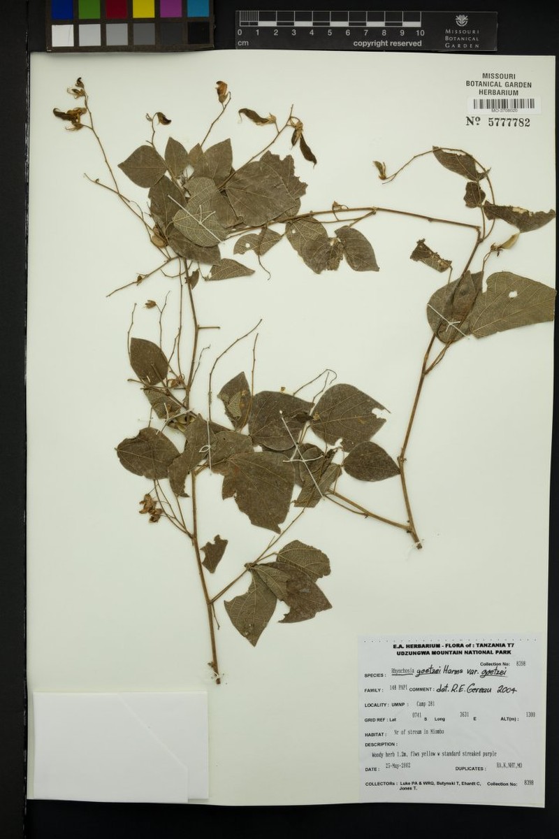 Rhynchosia goetzei var. goetzei photo 3