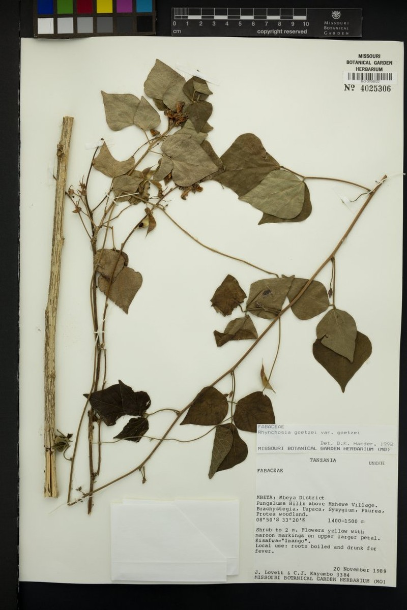 Rhynchosia goetzei var. goetzei photo 4