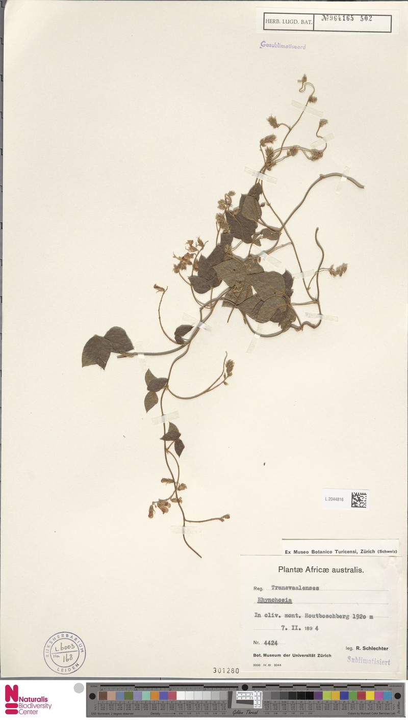 Rhynchosia harmsiana var. harmsiana