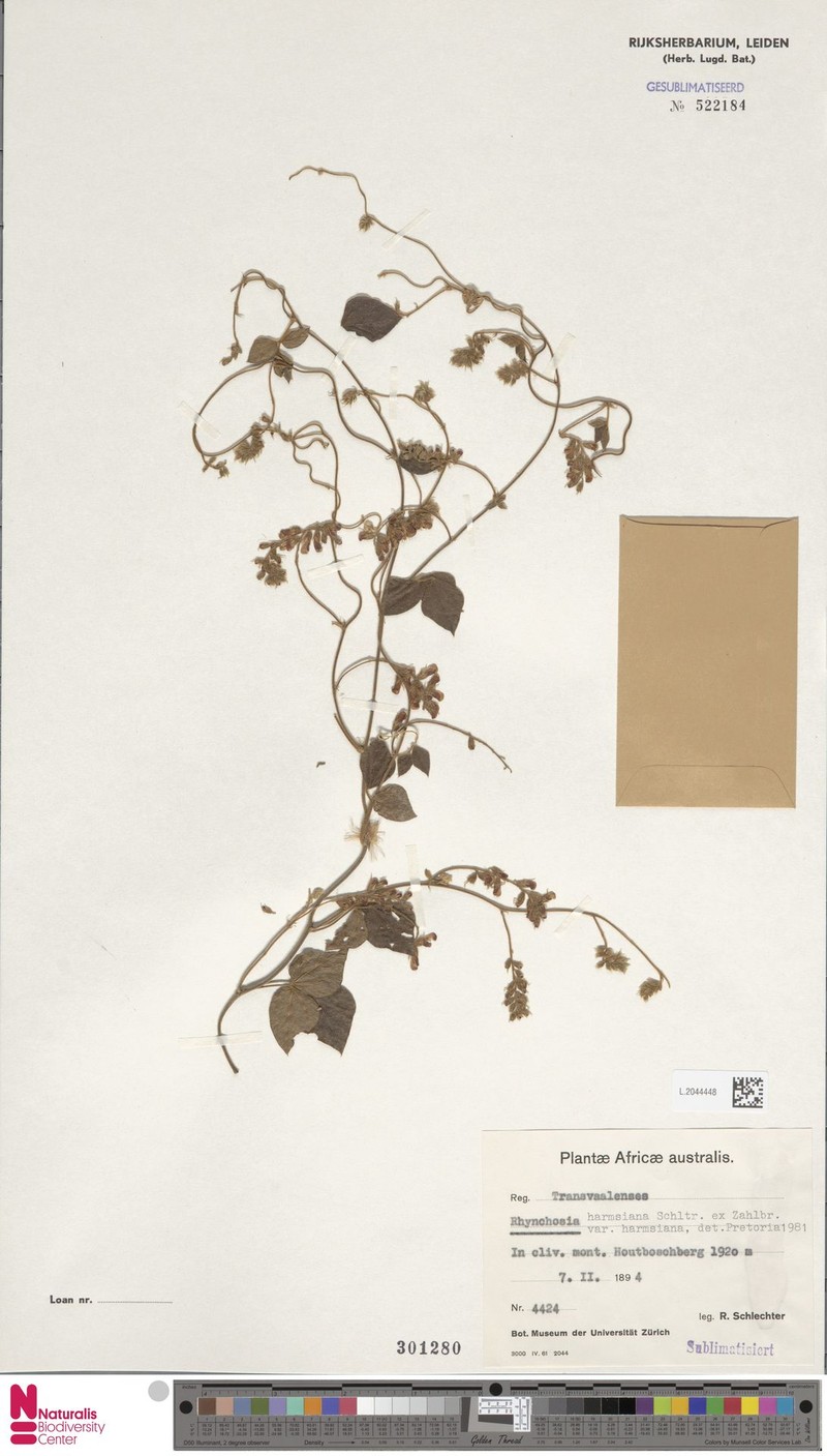Rhynchosia harmsiana var. harmsiana photo 2