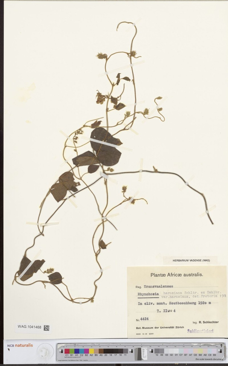 Rhynchosia harmsiana var. harmsiana photo 3