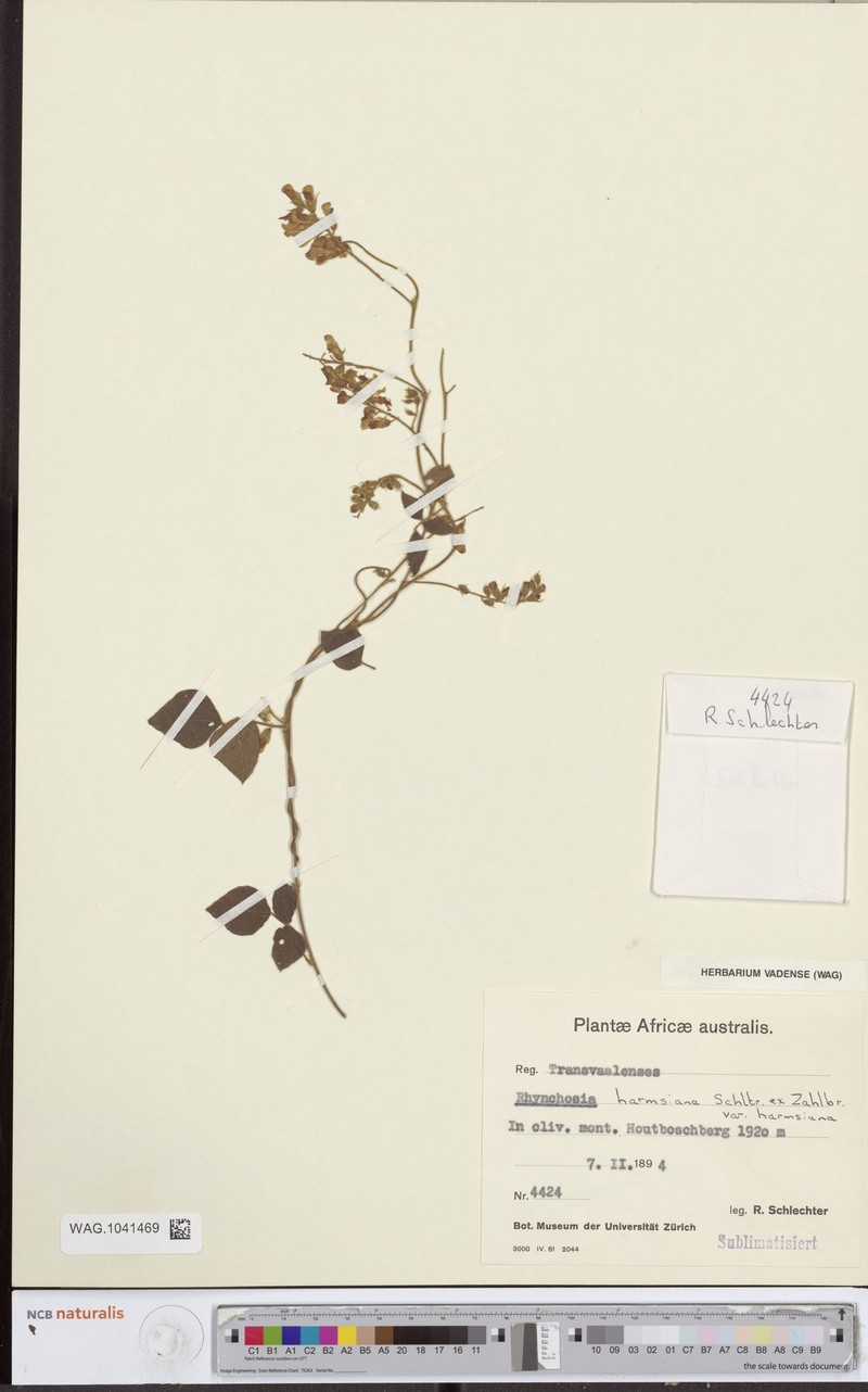 Rhynchosia harmsiana var. harmsiana photo 4