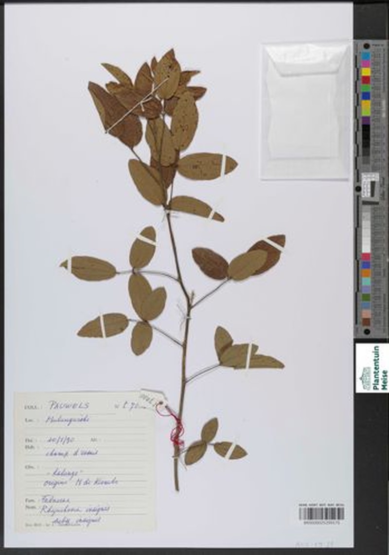Rhynchosia insignis subsp. insignis