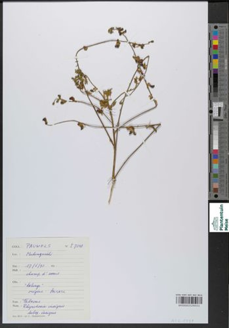 Rhynchosia insignis subsp. insignis photo 2