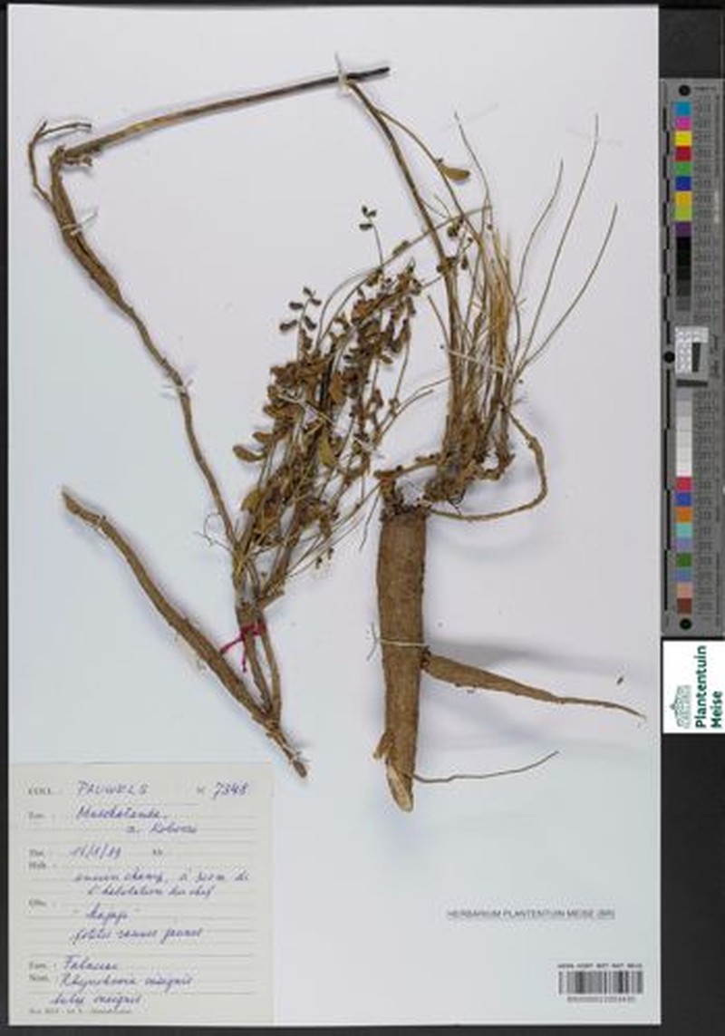 Rhynchosia insignis subsp. insignis photo 3