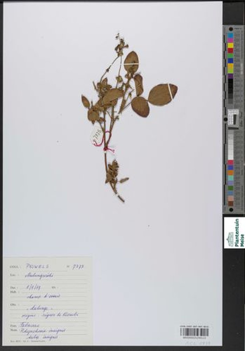 Rhynchosia insignis subsp. insignis photo 4