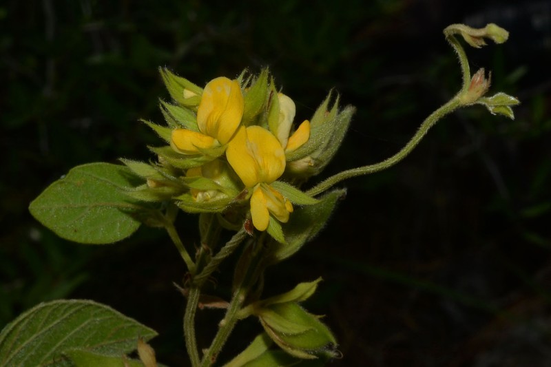 Prairie Snoutbean photo 2