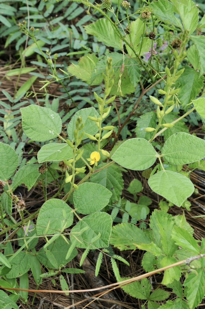 Prairie Snoutbean photo 3