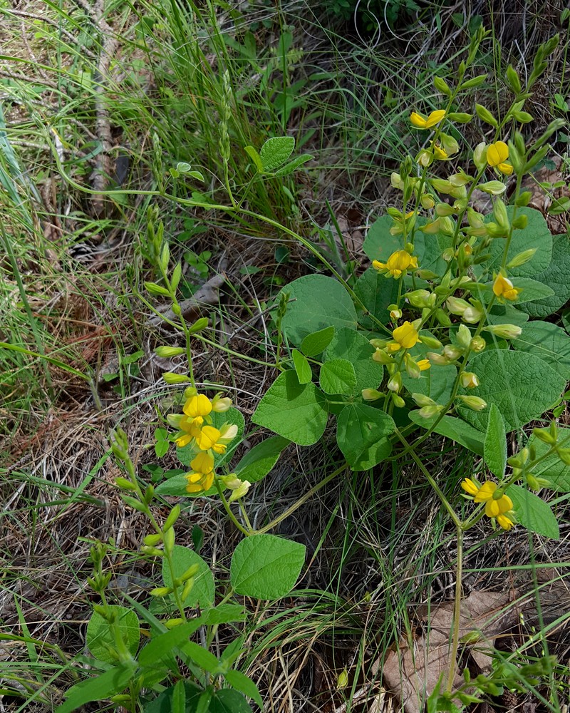 Prairie Snoutbean