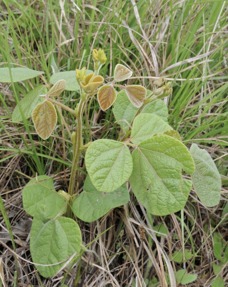 Prairie Snoutbean photo 4