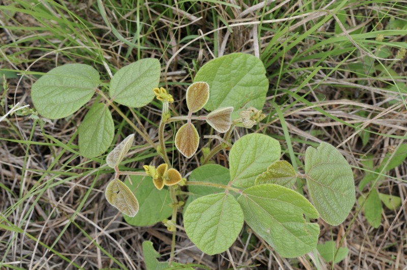 Prairie Snoutbean photo 5