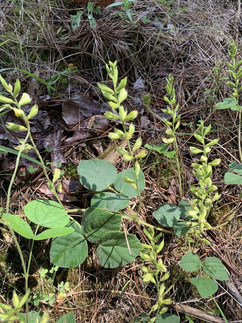 Prairie Snoutbean photo 3